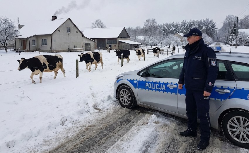 Nieudana zemsta sąsiedzka niedaleko Ciechanowca. „Żeby policja się nie nudziła”