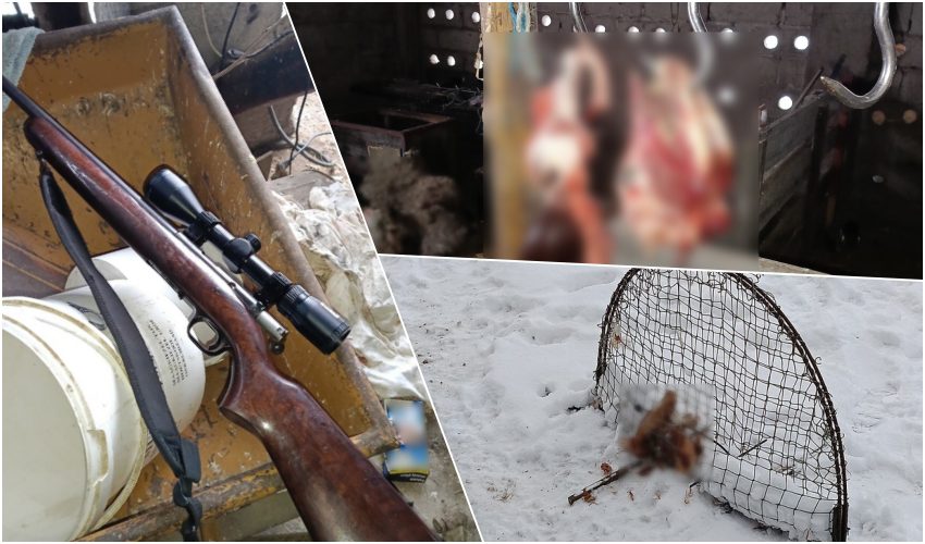 Kradli bydło i terroryzowali rolników. Zatrzymania w gminach Ciechanowiec, Kobylin-Borzymy i Wysokie Mazowieckie