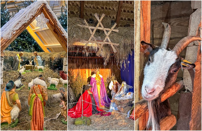 Osioł, kozy i owce w skansenie. Żywa szopka w Ciechanowcu [wideo/foto]