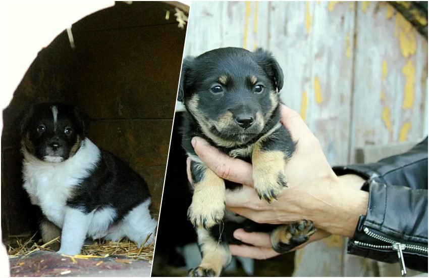 Ciechanowiec: Śmierć właściciela postawiła je w tragicznej sytuacji. Pilna adopcja