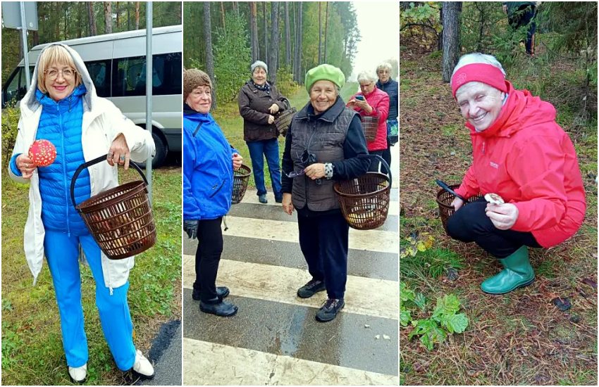 Prawdziwki i podgrzybki w koszach seniorów z Ciechanowca. Udana wyprawa do lasu [foto]