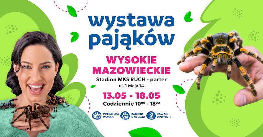 Wystawa Pająków w Wysokiem Mazowieckiem. Ponad 30 rzadkich gatunków pająków do zobaczenia