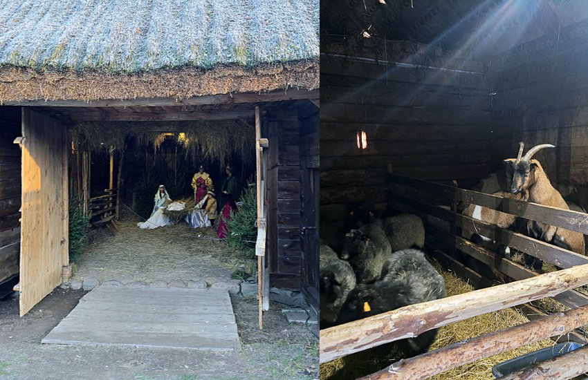 Ciechanowiec: Owce i kozy w żywej szopce muzealnego skansenu [wideo/foto] 