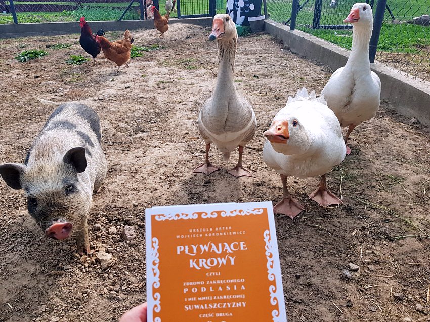 "Pływające krowy czyli zdrowo zakręconego Podlasia cz. 2": Spotkanie autorskie w Siedlisku u Gąski