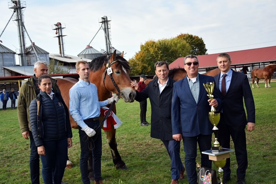 Aukcja ogierów Szepietowo 2021 [foto]