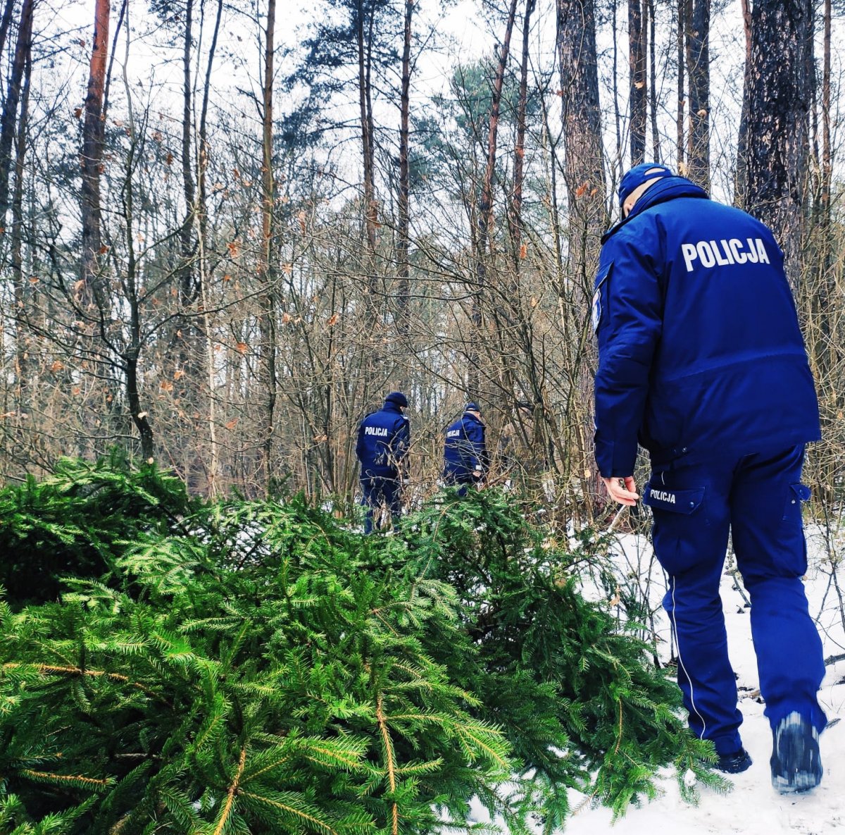 Wysokomazowieccy policjanci i straż leśna polują na złodziei choinek