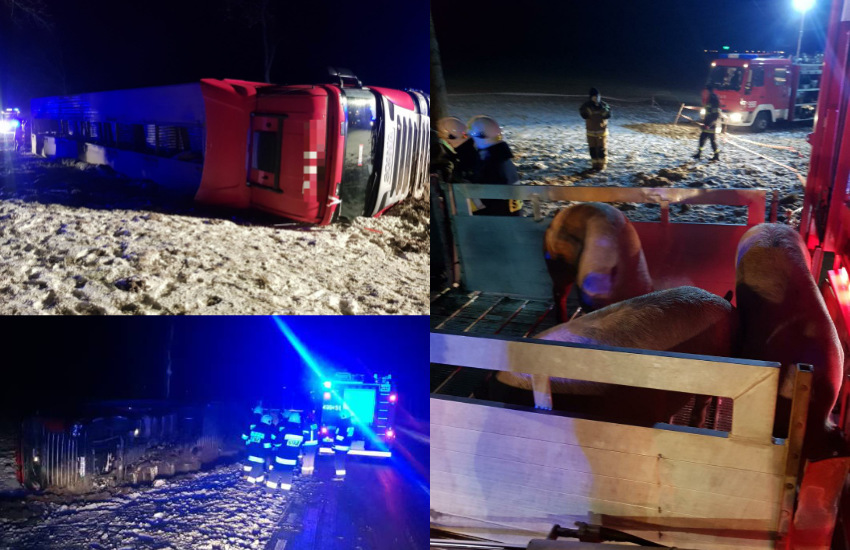 Szepietowo. Przewróciła się ciężarówka przewożąca 200 świń [foto]