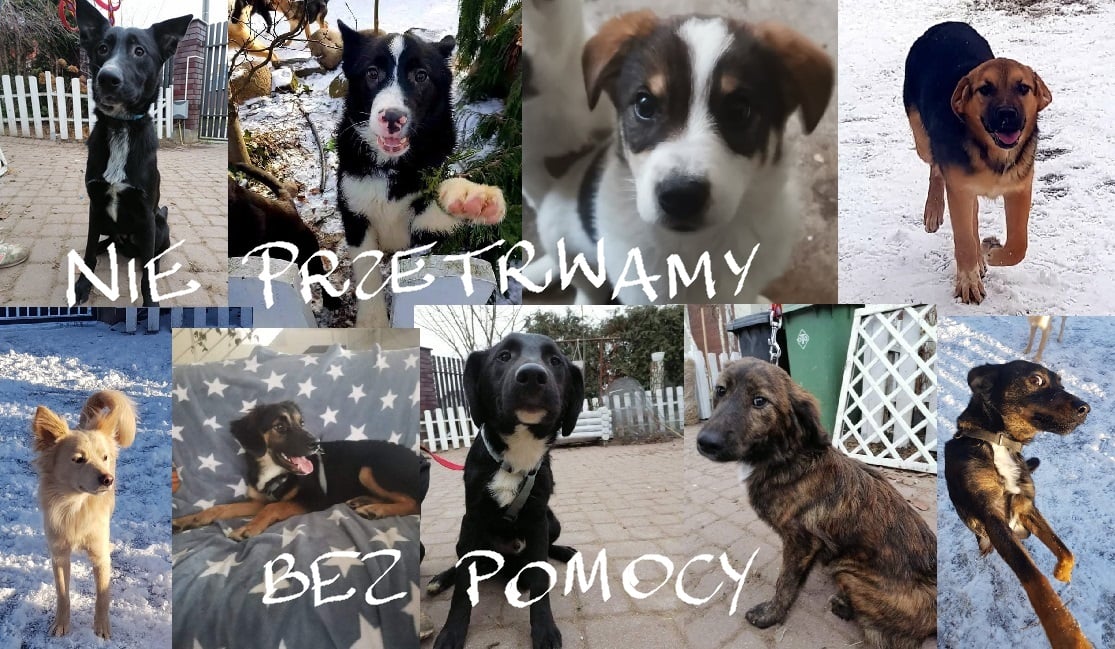 Wysokomazowieckie psiaki "Nie przetrwają bez pomocy"! Pomóż im