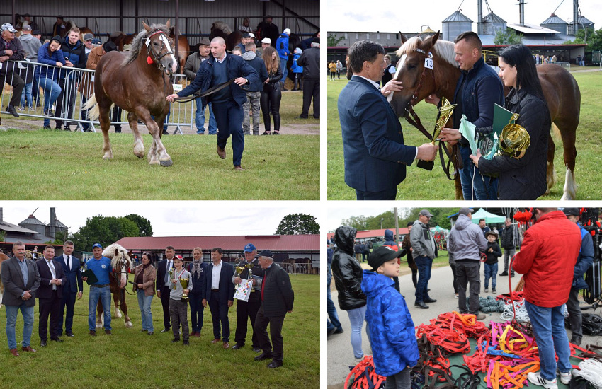 Najpiękniejsze konie sokólskie w Szepietowie [foto]