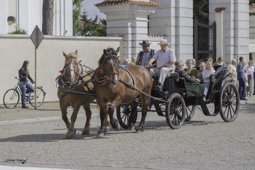 Para gniadych koni ciągnie bryczkę z pasażerami przed bramą kościoła w Ciechanowcu