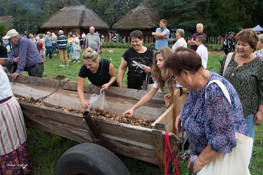 Ciechanowiec: ziemniaki wysypywane do drewnianego wozu podczas wykopkow w skansenie