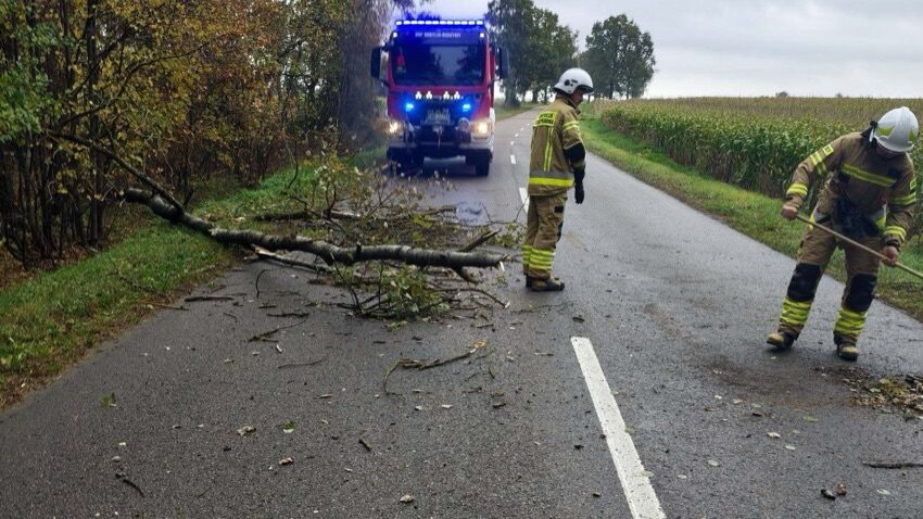 Strażacy usuwają powalone drzewo z drogi powiatowej w gminie Kobylin-Borzymy