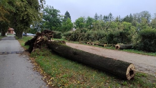 Przewrócona lipa przy drodze w Krzyżewie, gmina Sokoły