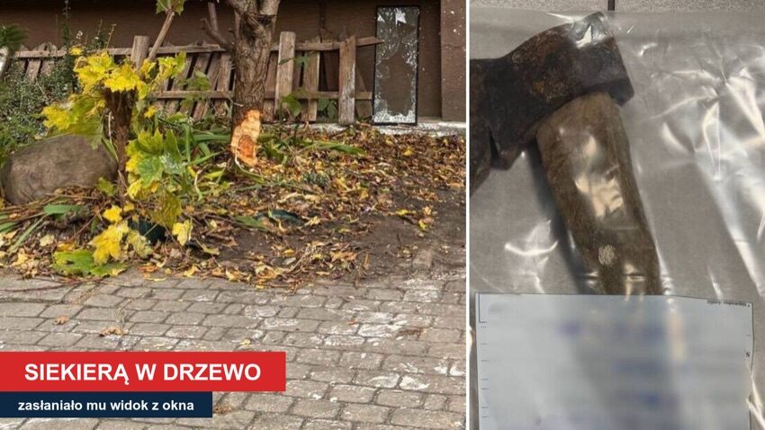 Nacięte drzewo przed blokiem w Zambrowie i zabezpieczona siekiera