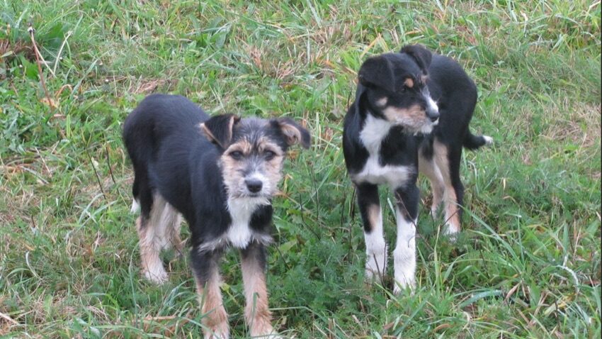 Dwa czarne szczeniaki do adopcji na trawie w gminie Nowe Piekuty