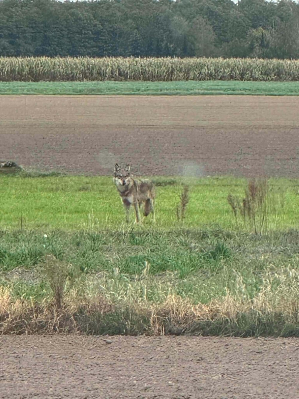 Wilk na łące w gminie Czyżew, w tle pole kukurydzy i las