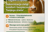 Dekornizacja Cieląt